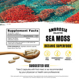 Ambrosia cápsula abierta con polvo interior para ver el extracto marino