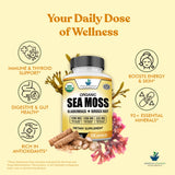 American Standard Supplements etiqueta nutricional legible con dosis por servicio destacada