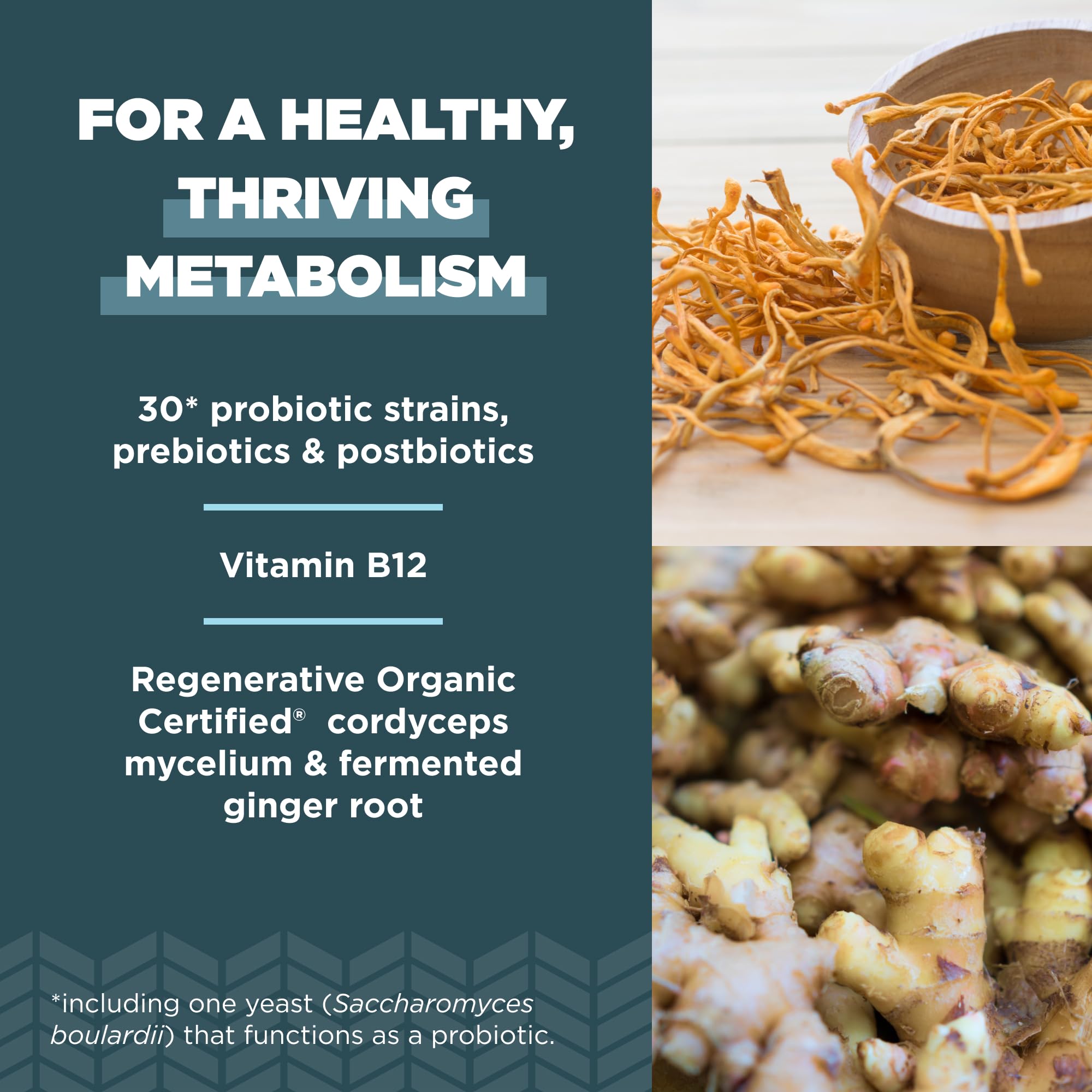 Ancient Nutrition vista cercana de ingredientes en polvo y mezcla probiótica