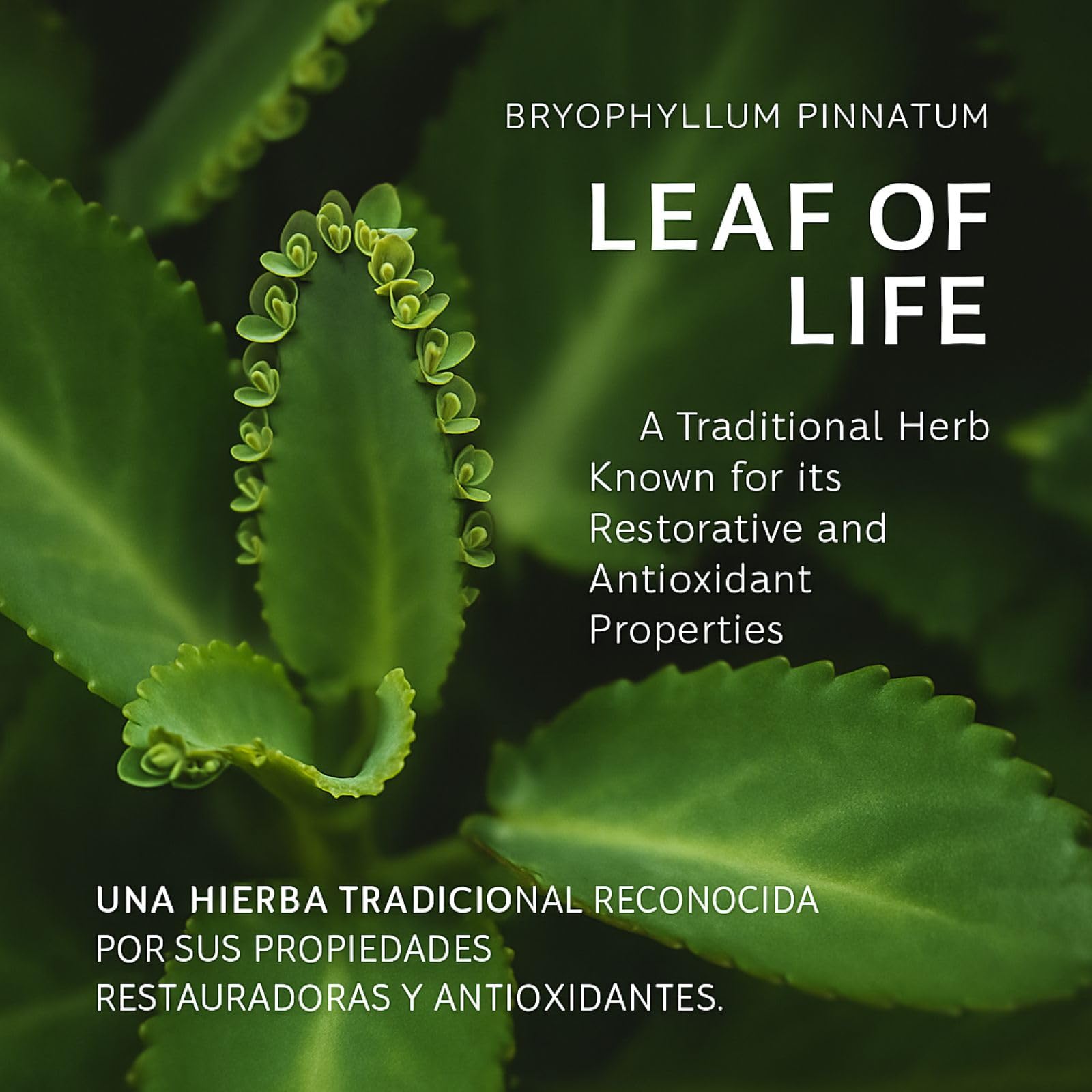 B-Experts polvo del extracto mostrando su textura natural y origen vegetal