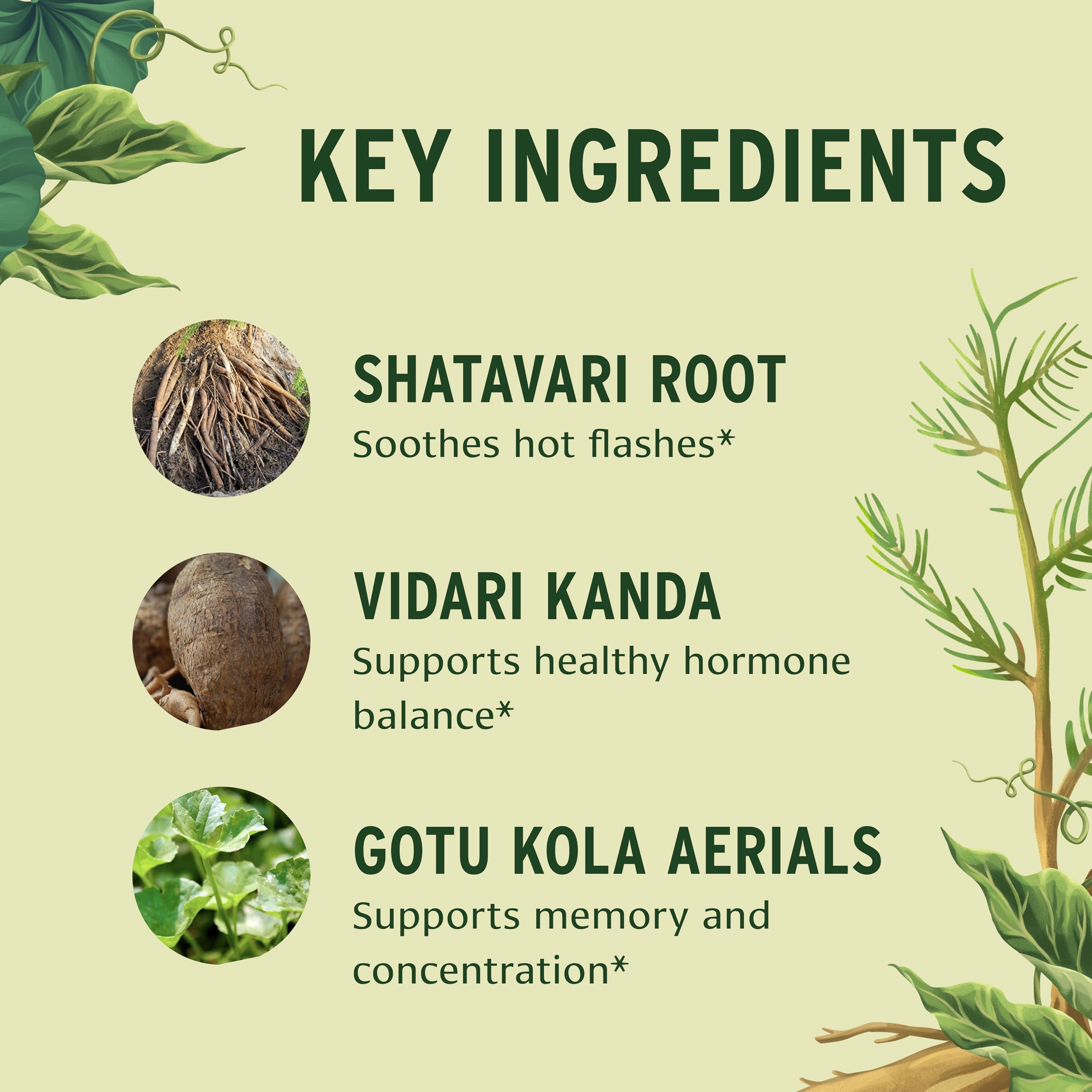 Banyan Botanicals comparación de tamaño con mano para referencia