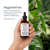 BioPure plantas de Japanese Knotweed en campo, muestra origen y cultivo