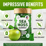 BioVit ingredientes sea moss bladderwrack burdock mostrando origen natural