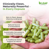 B'LEAF NATURE textura del polvo de moringa resaltando pureza y origen vegetal