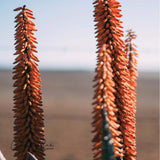 Cape Aloe Collection frasco al lado de hoja de Aloe Ferox, destaca origen botánico