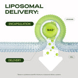 Cata-Kor representación de liposomas destacando mejor absorción