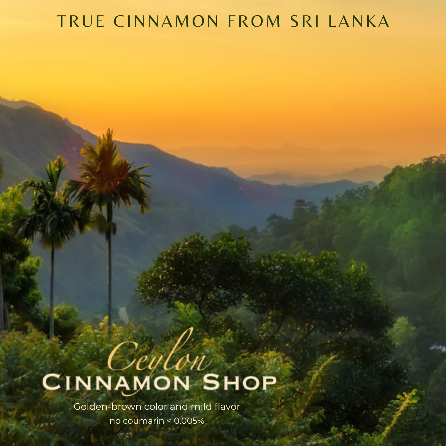 Ceylon Cinnamon Shop cápsulas en mano para comparar tamaño y dosis