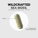 Codeage algas wildcrafted frescas en entorno natural, procedencia visible