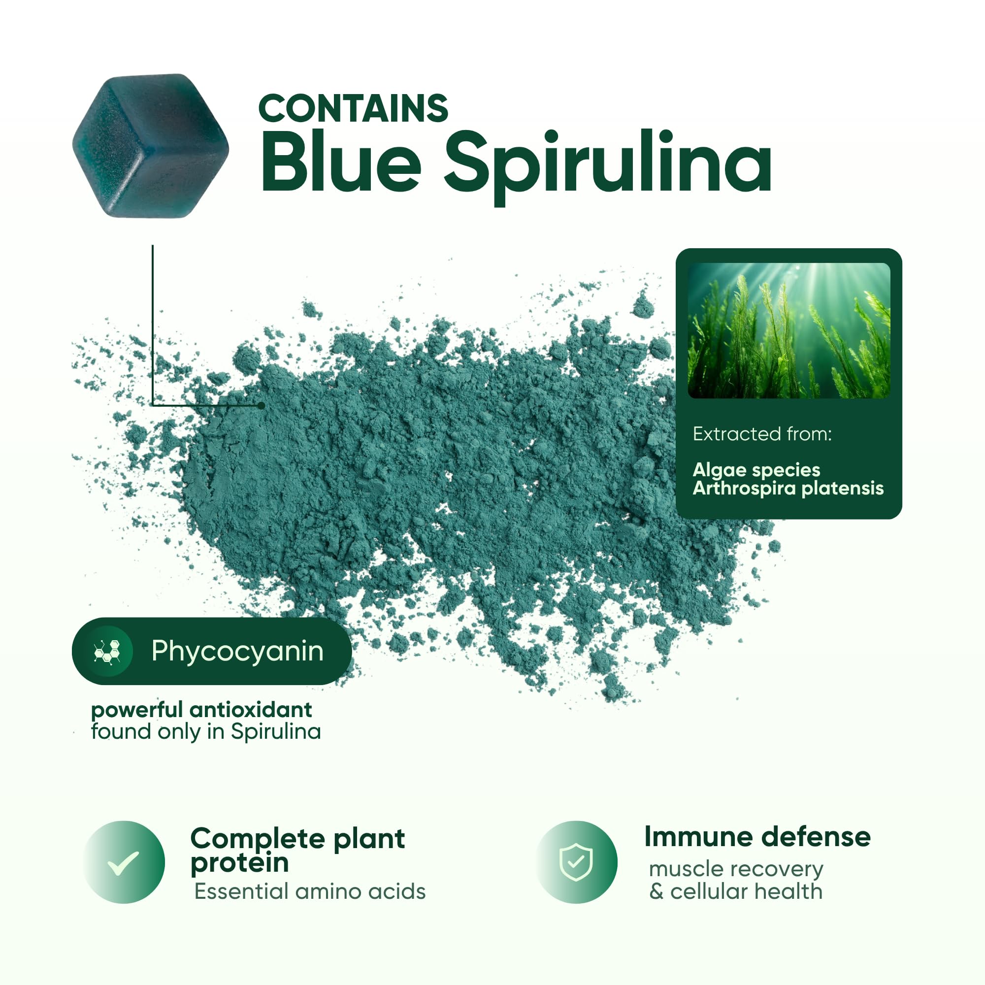 Cured espirulina azul en polvo, fuente de proteínas y fitonutrientes