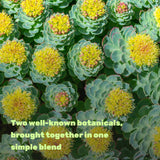 DEAL SUPPLEMENT raíces de Rhodiola y Ashwagandha como fuentes naturales