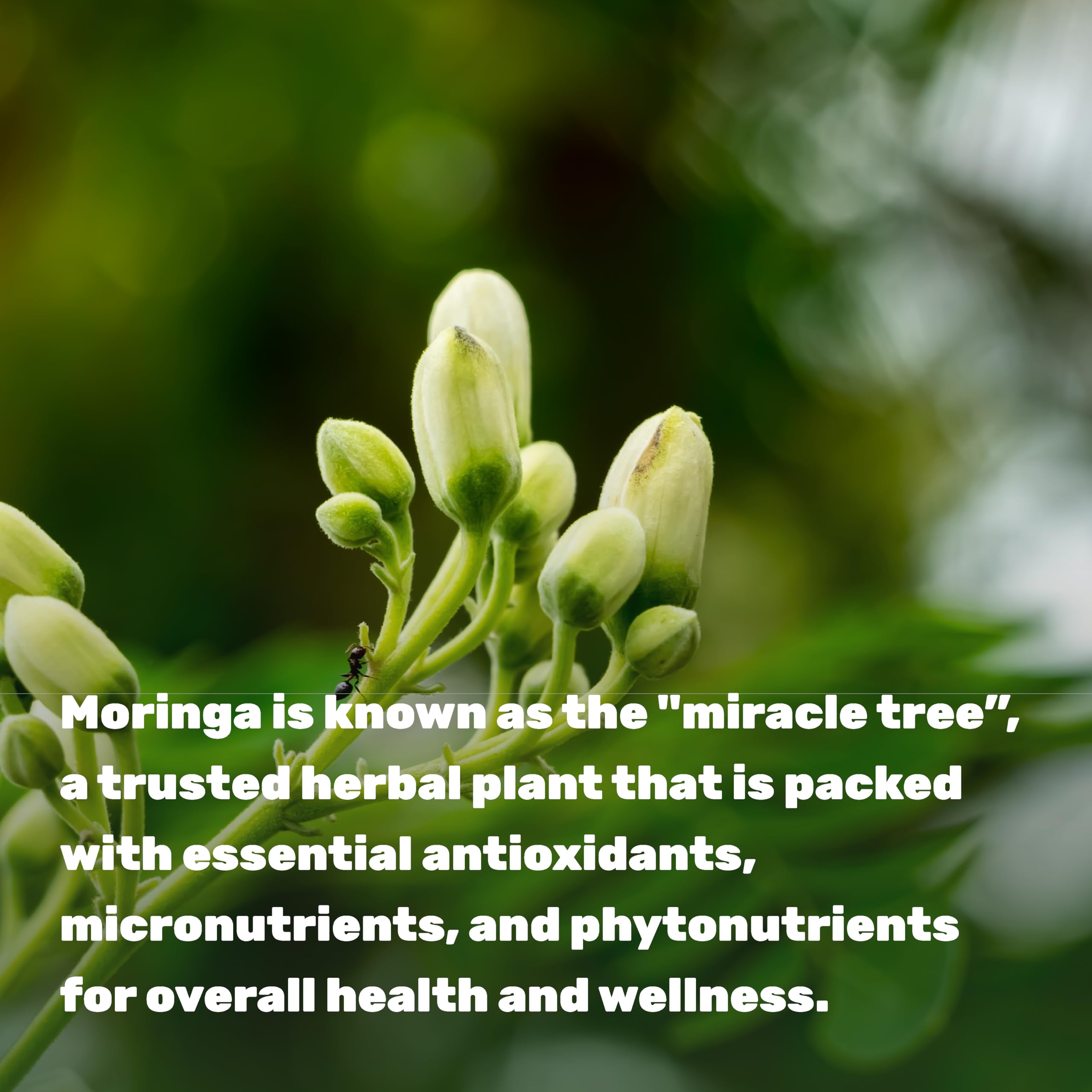 DEAL SUPPLEMENT hojas de moringa en textura recordando extracto natural