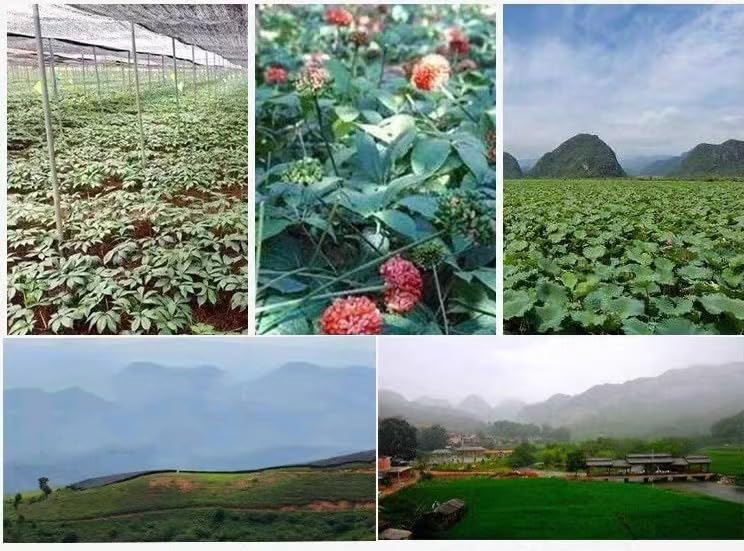 Doorpetal etiqueta del producto con origen Yunnan y detalles claros