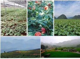 Doorpetal etiqueta del producto con origen Yunnan y detalles claros
