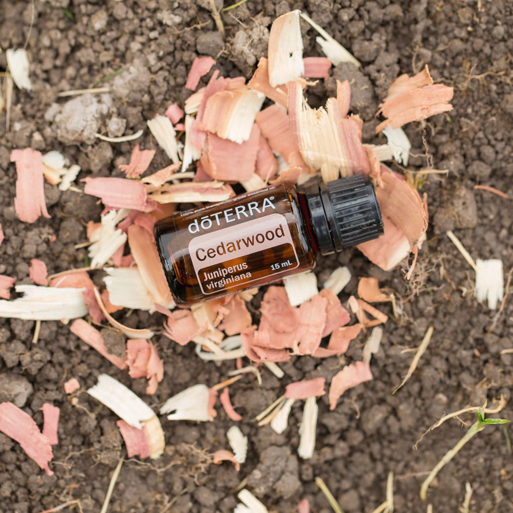 doTERRA aplicación de Cedro diluido en masaje para sensación calmante