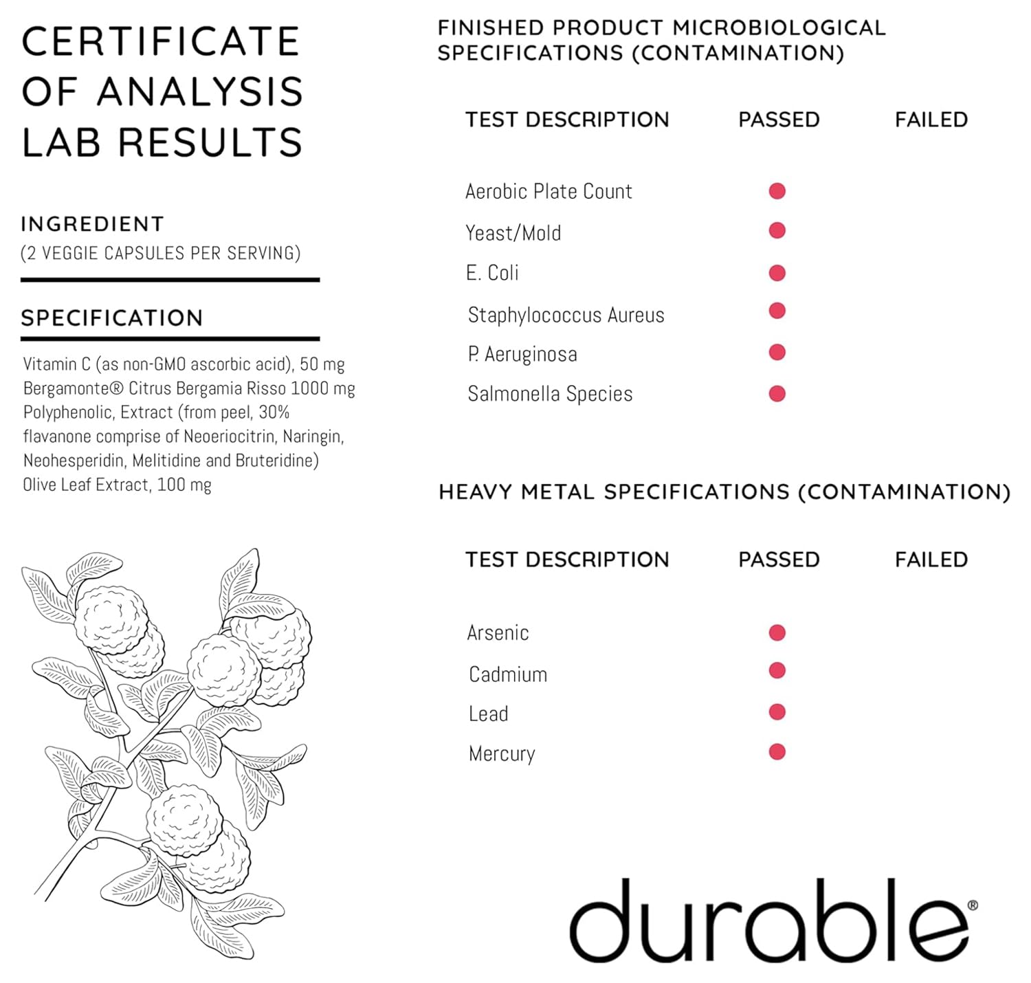 Durable hoja de olivo enfatizando extracto y efecto antioxidante