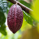 Frasco abierto de Earthborn Elements cacao 200 cápsulas sobre mesa, accesible y práctico