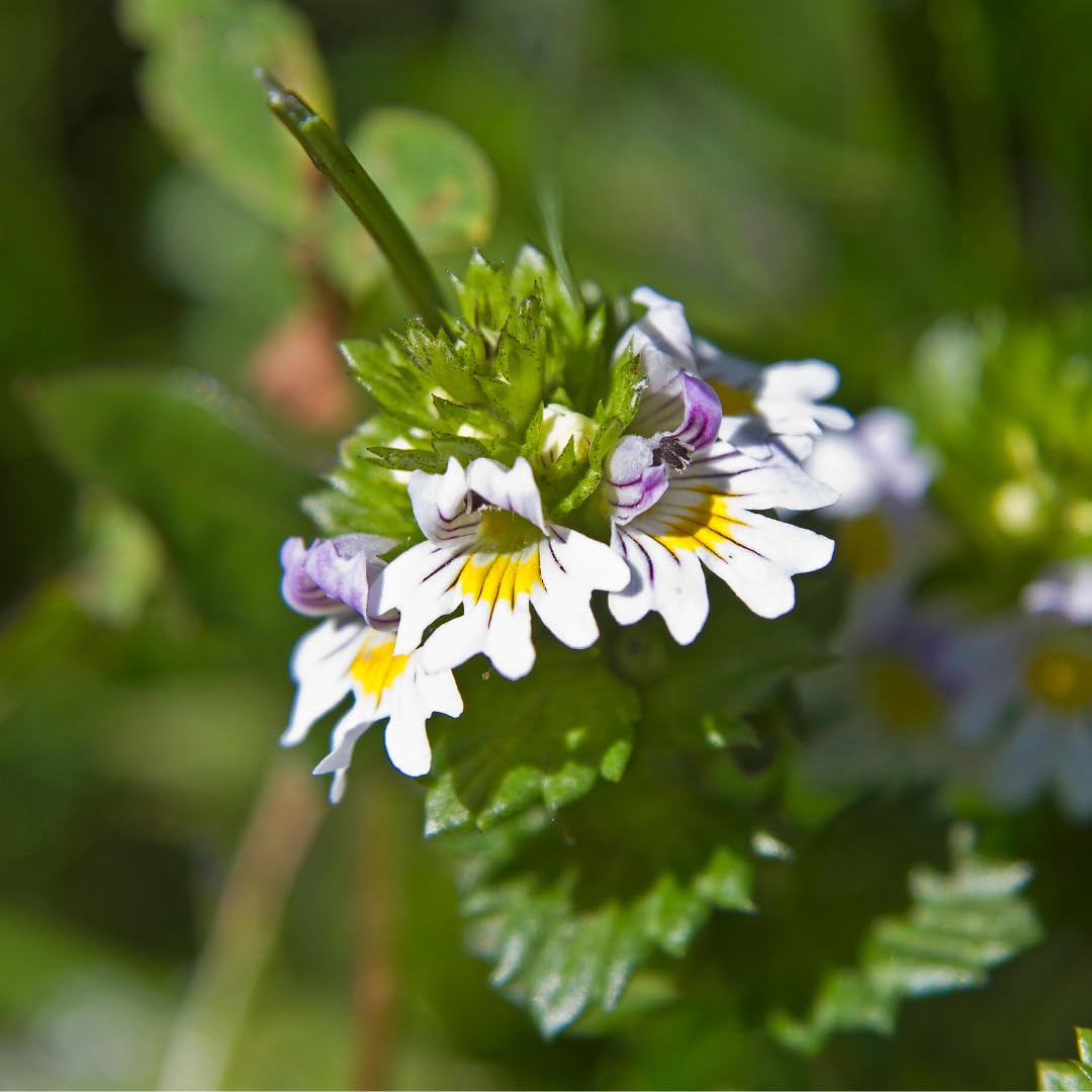 Earthborn Elements planta eyebright fresca ilustrando origen botánico del ingrediente