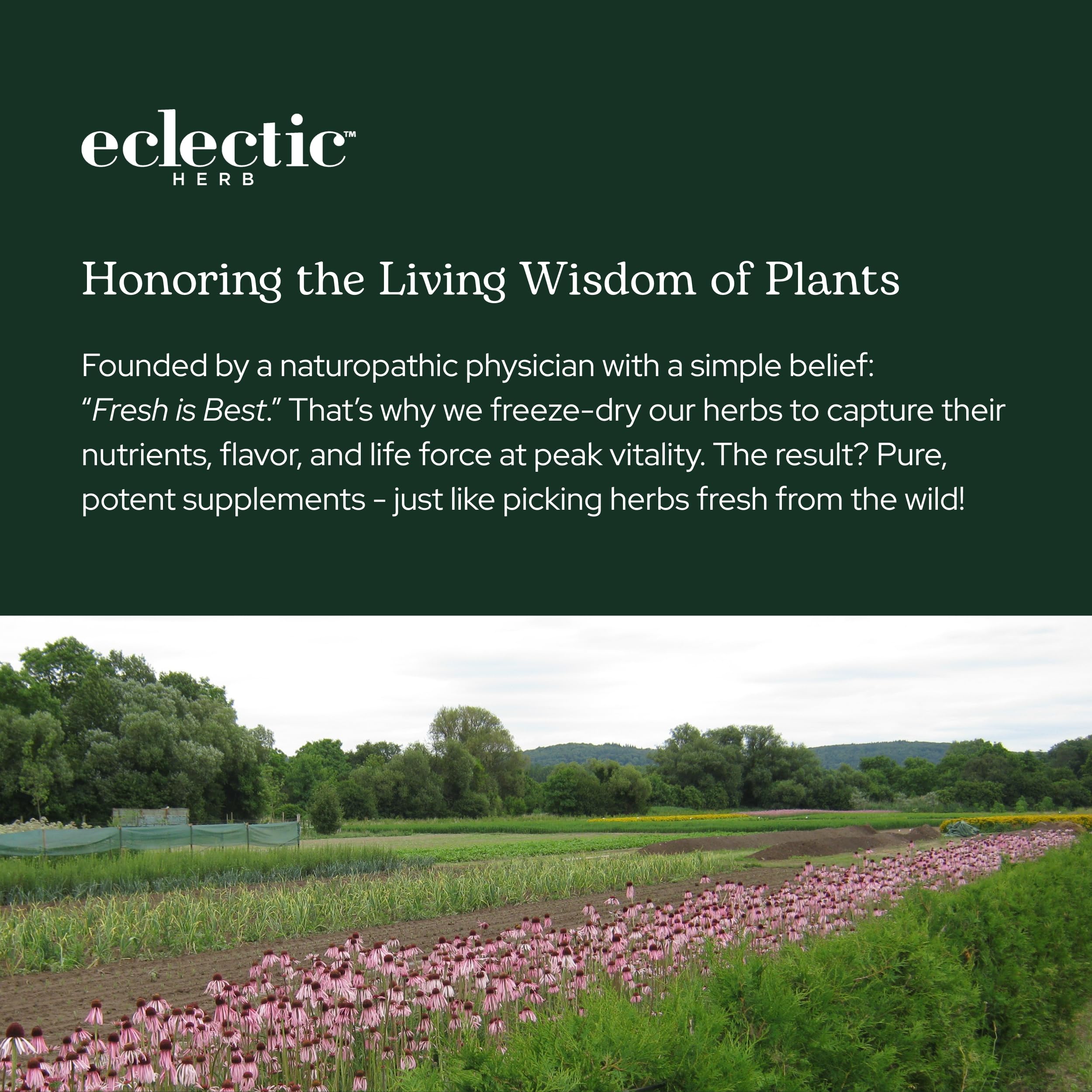 ECLECTIC INSTITUTE imagen natural que transmite sostenibilidad y producto ecológico