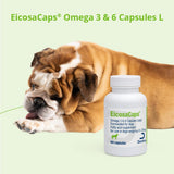 EicosaCaps perro con pelaje brillante beneficiado por el suplemento