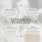 Elanen Naturals cucharada con echinacea sobre taza lista para infusionar