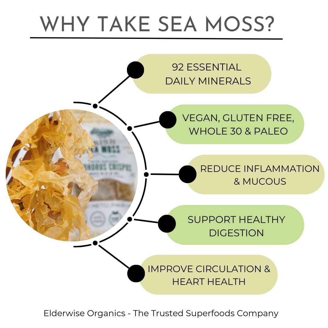 Elderwise Organics sea moss en remojo listo para transformarse en gel nutritivo.
