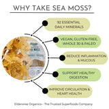 Elderwise Organics sea moss en remojo listo para transformarse en gel nutritivo.