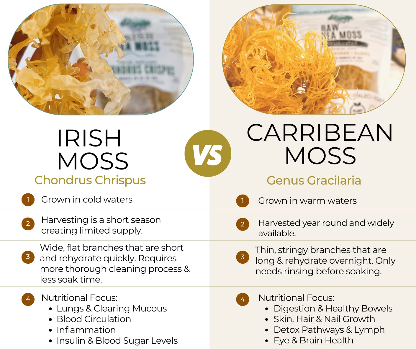 Elderwise Organics gel de sea moss casero en tarro, aspecto cremoso y transparente.