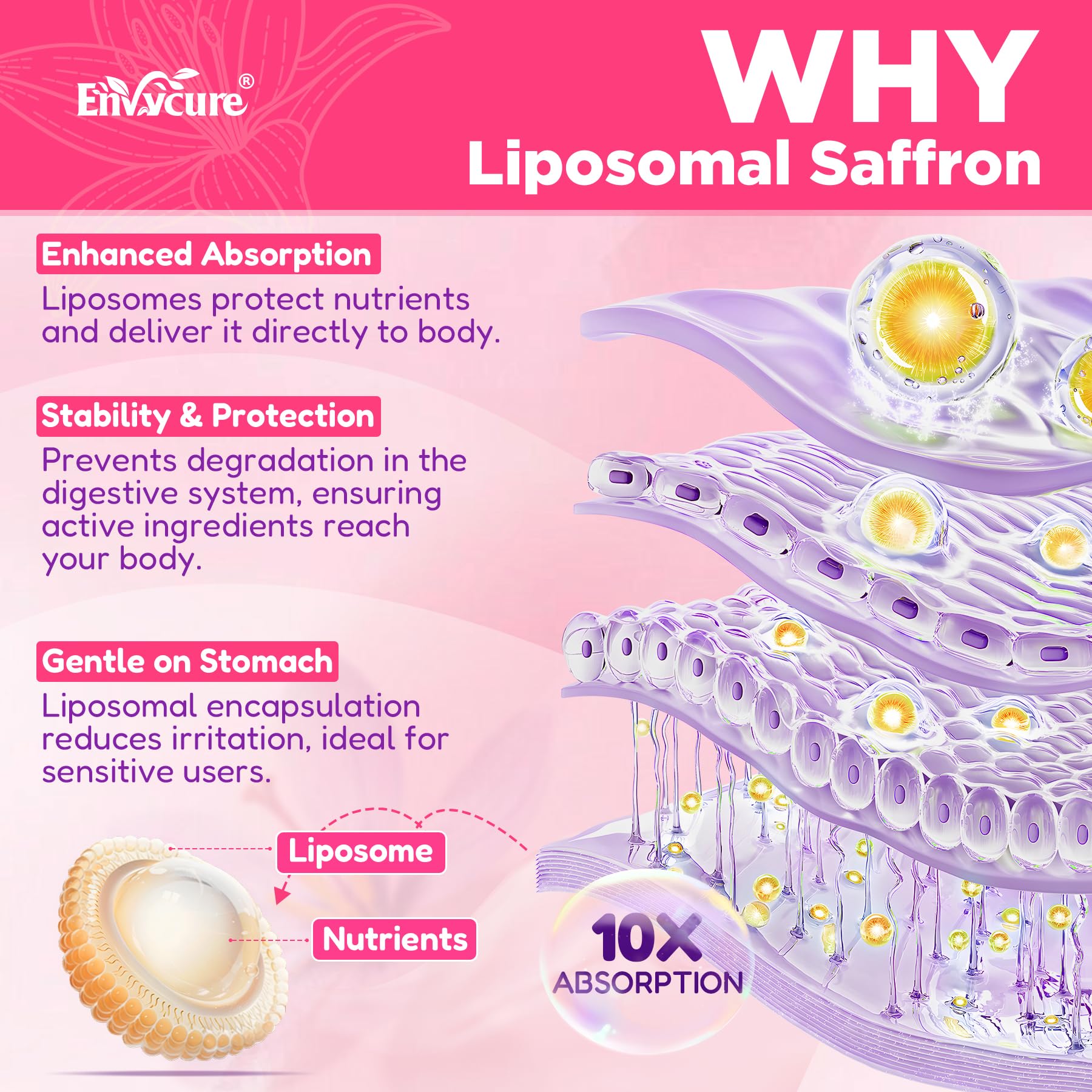 Ilustración de tecnología liposomal EnvyCure explicando mejor absorción