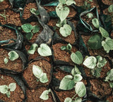 Etiqueta de FijiKava con lista de ingredientes y certificación, seguridad y pureza
