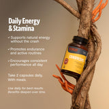 FreshCap cordyceps cuerpo fructífero como ingrediente natural