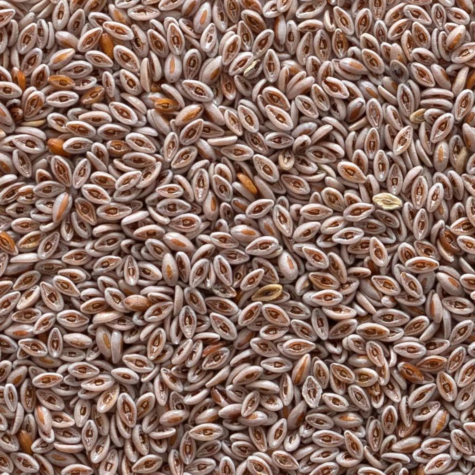 Psyllium Frontier Co-op en batido casero listo, mostrando mezcla y absorción