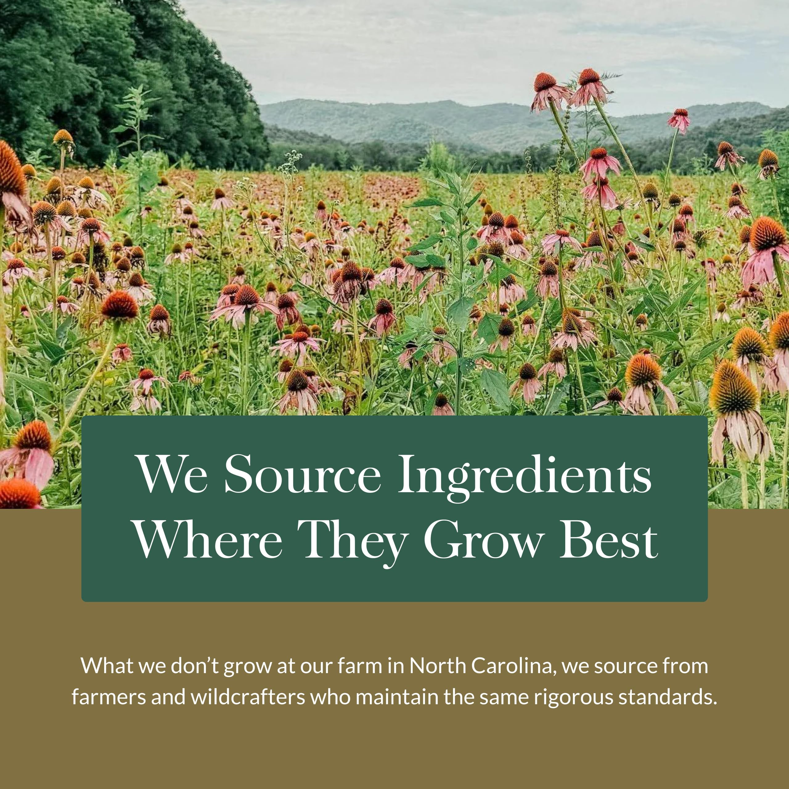 Gaia Herbs representación de ingredientes orgánicos y origen responsable