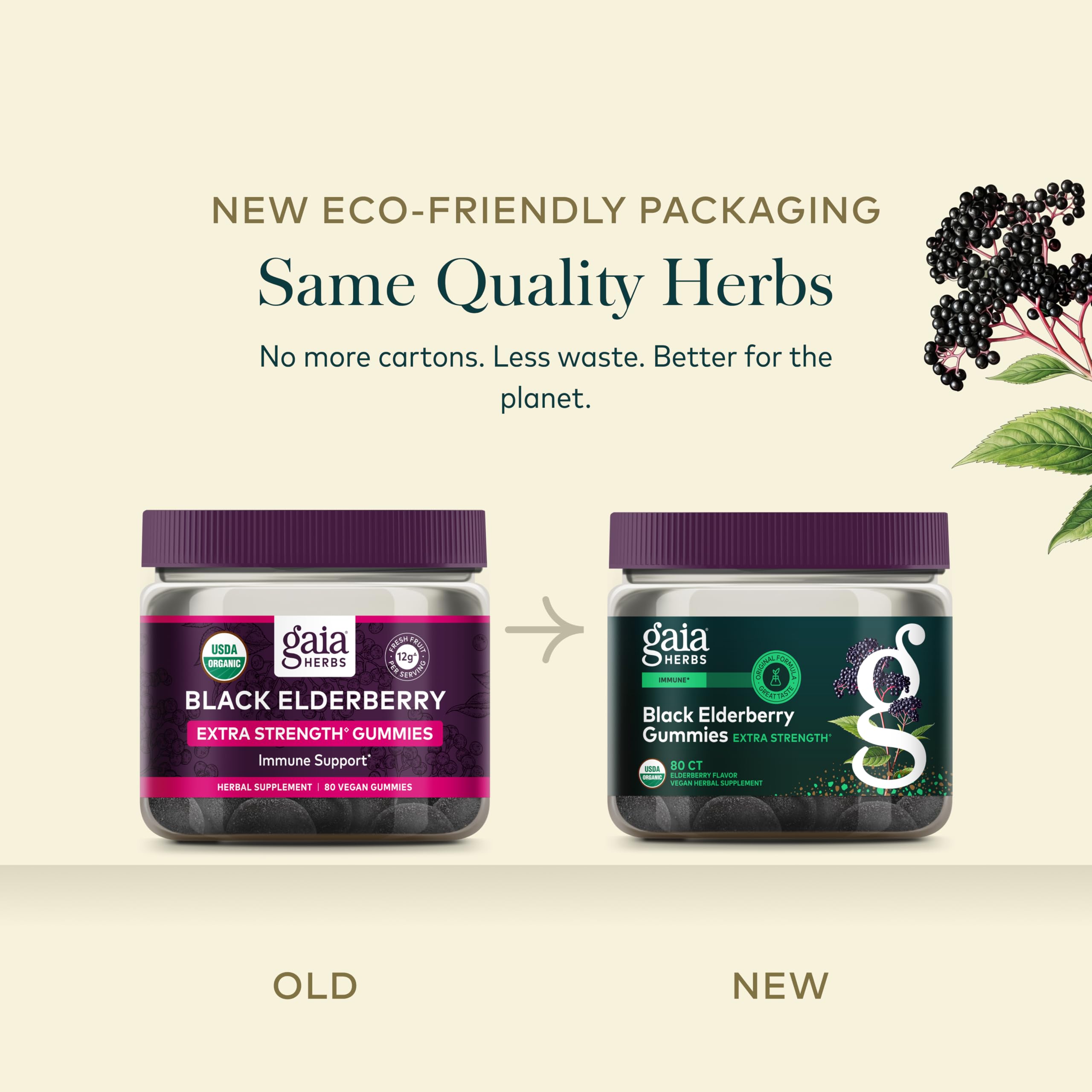 Gaia Herbs frutos de saúco en campo orgánico, origen certificado