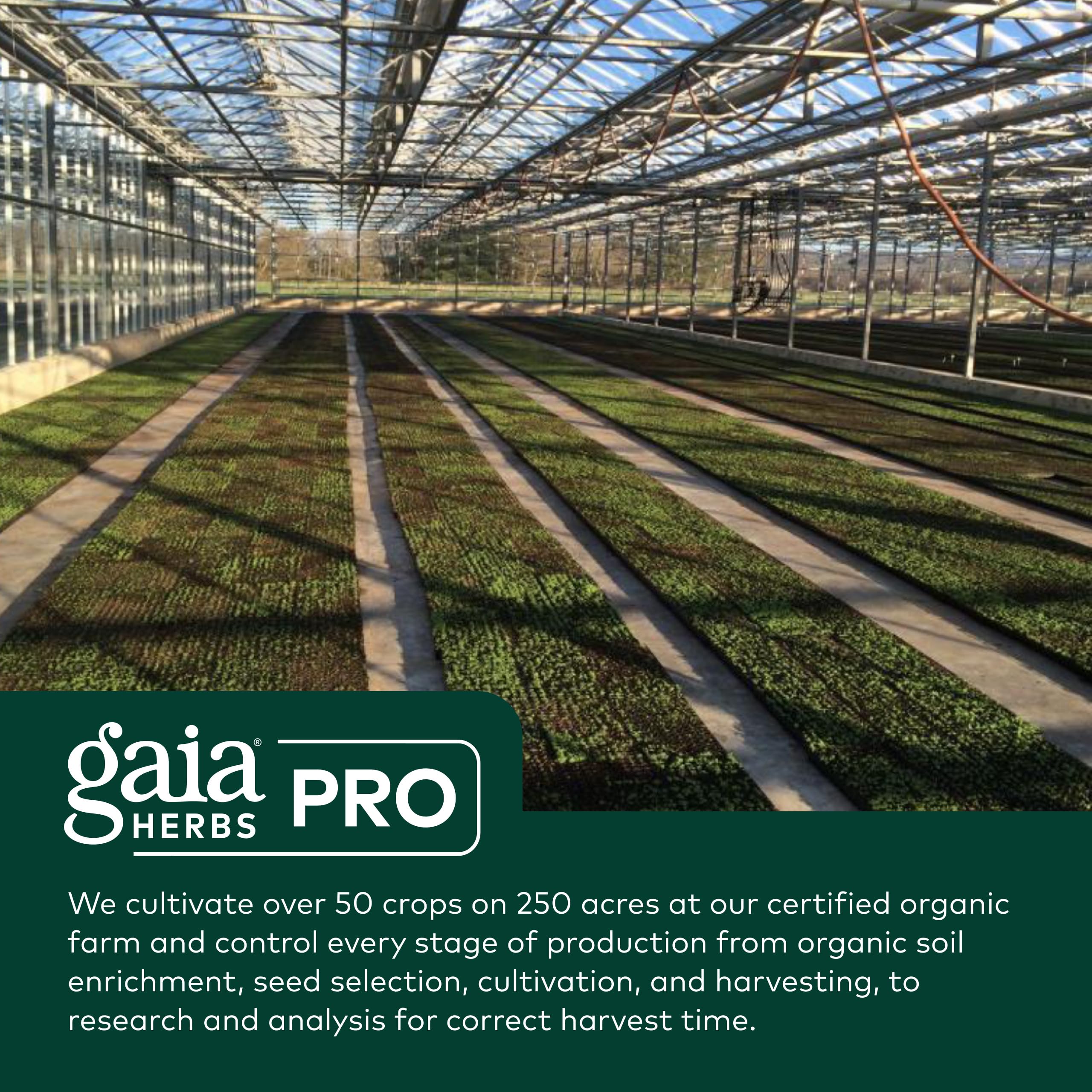 Gaia Herbs PRO corteza de barberry indio, fuente de berberina de alta potencia