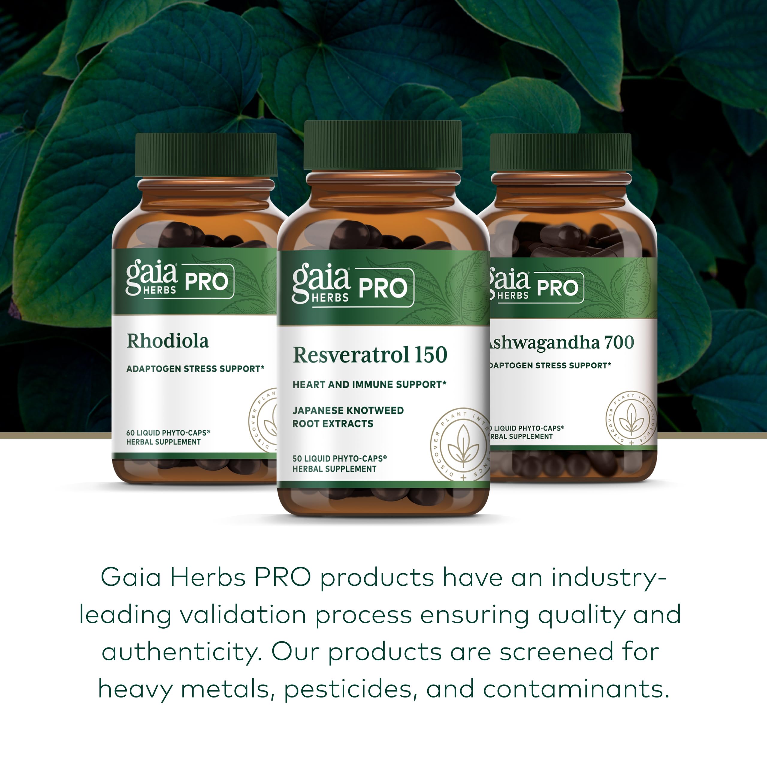 Gaia Herbs Pro plantación de Japanese knotweed fuente natural del extracto