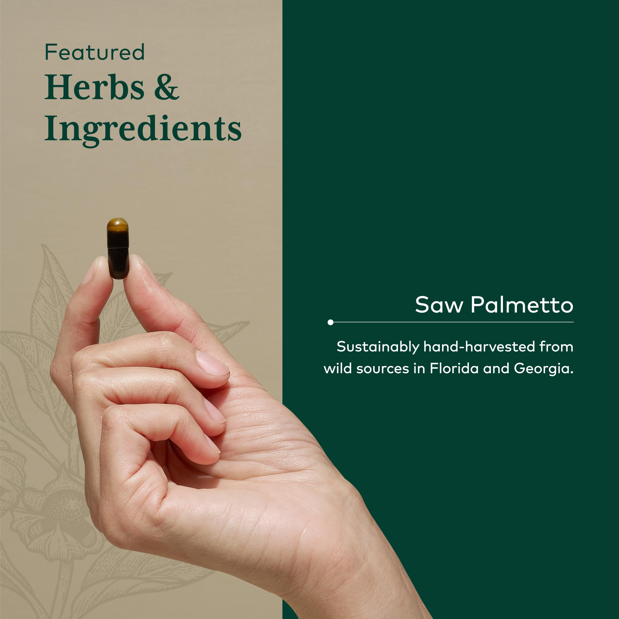 GAIA HERBS PRO lecitina de semilla de girasol en detalle, apoya absorción