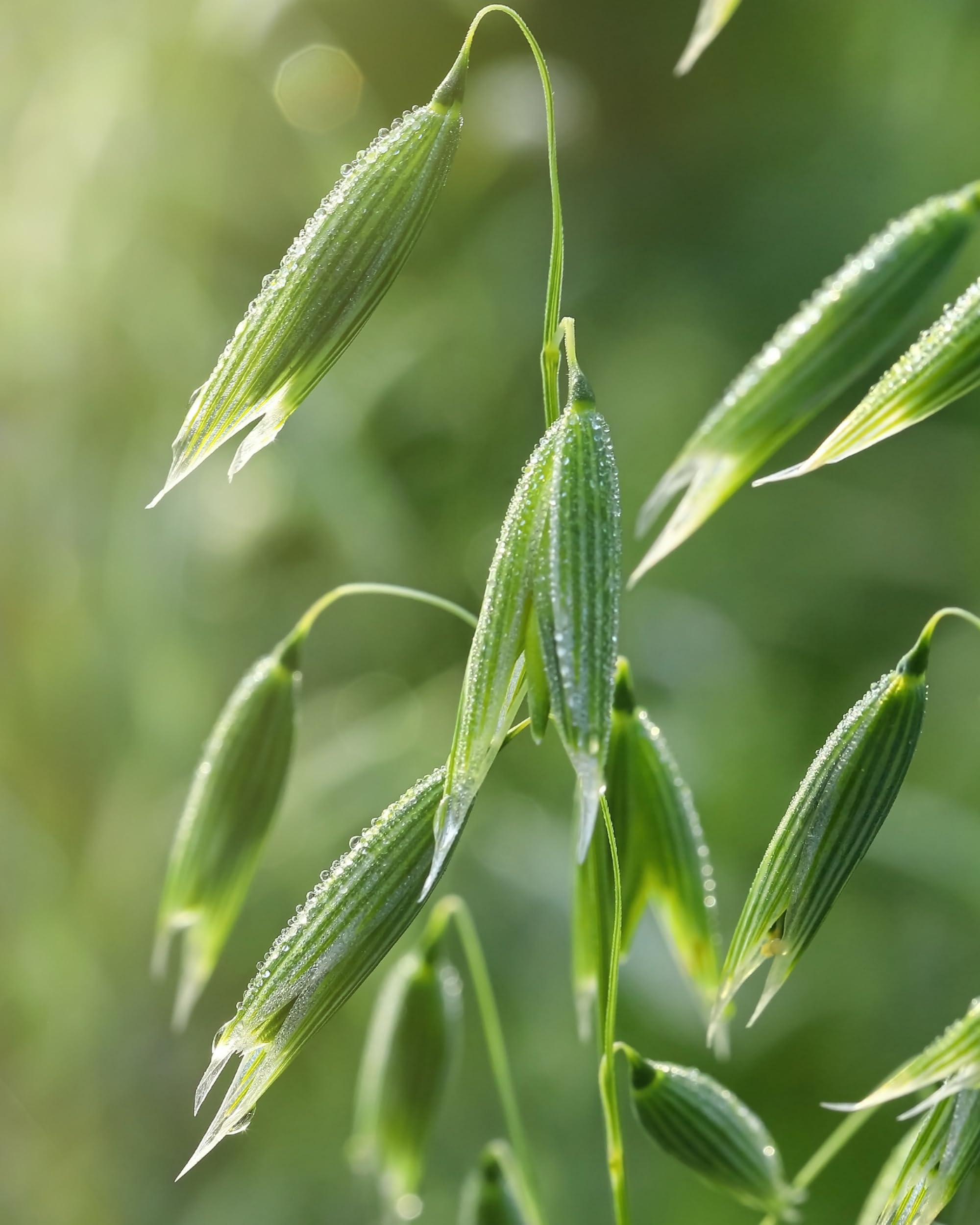 Herb Pharm campos de cultivo regenerativo donde crecen las plantas