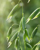 Herb Pharm campos de cultivo regenerativo donde crecen las plantas