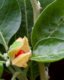 Herb Pharm raíz seca de ashwagandha como ingrediente principal