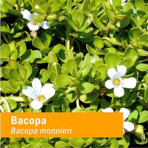 Frasco de 1 onza Herb Pharm Bacopa junto a moneda para comparar tamaño portátil