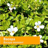 Frasco de 1 onza Herb Pharm Bacopa junto a moneda para comparar tamaño portátil