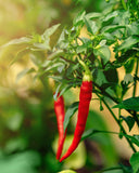 Herb Pharm frutos de Capsicum annuum usados como materia prima orgánica