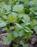 Herb Pharm extracto en entorno de cocina, integración en estilo de vida