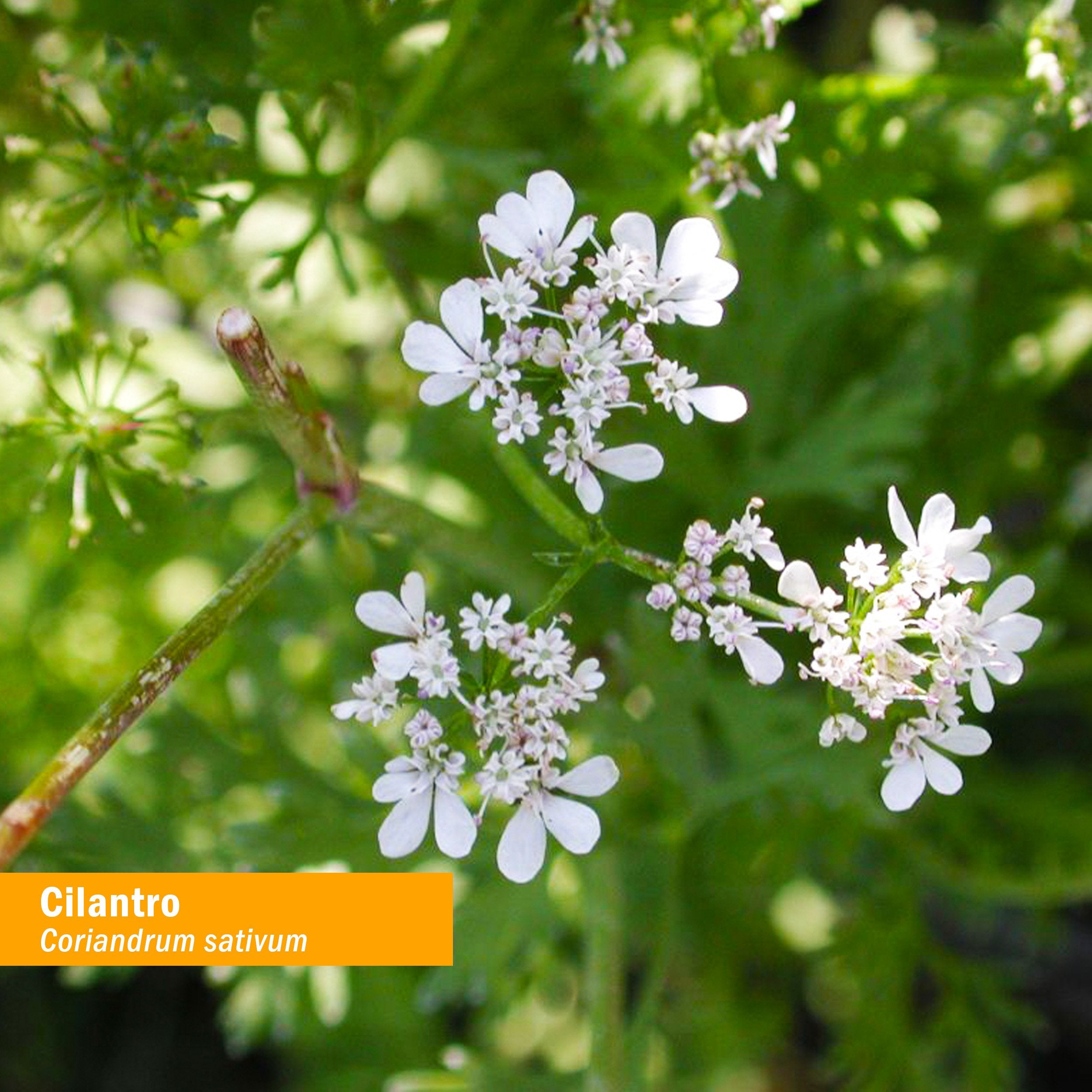 Herb Pharm detalle de hojas de cilantro secas, muestra pureza