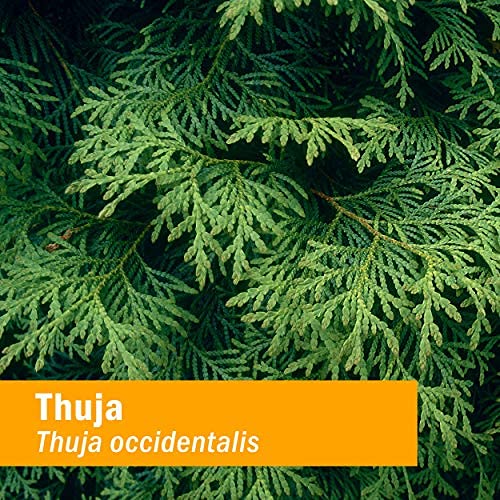 Herb Pharm comparación tamaño 1 oz para referencia de escala