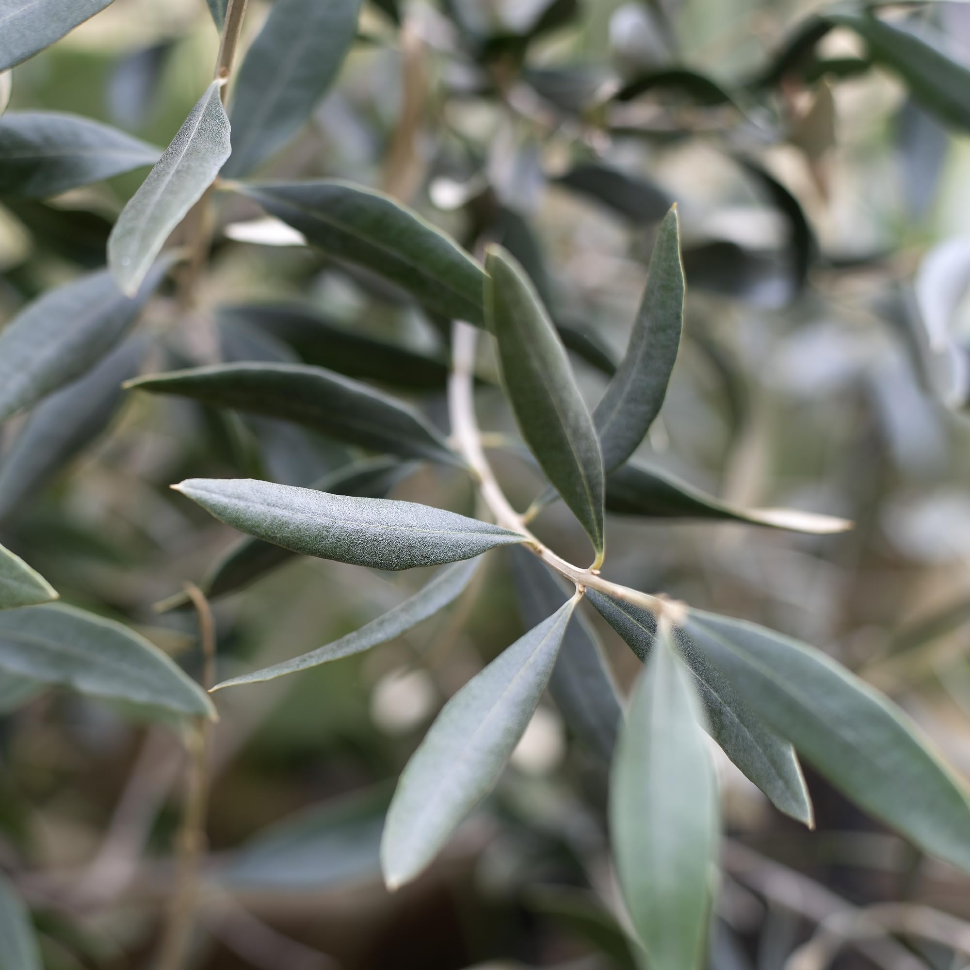 Herb Pharm comparación de tamaño del frasco para referencia