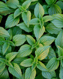 Herb Pharm persona relajada tras comida mostrando alivio digestivo