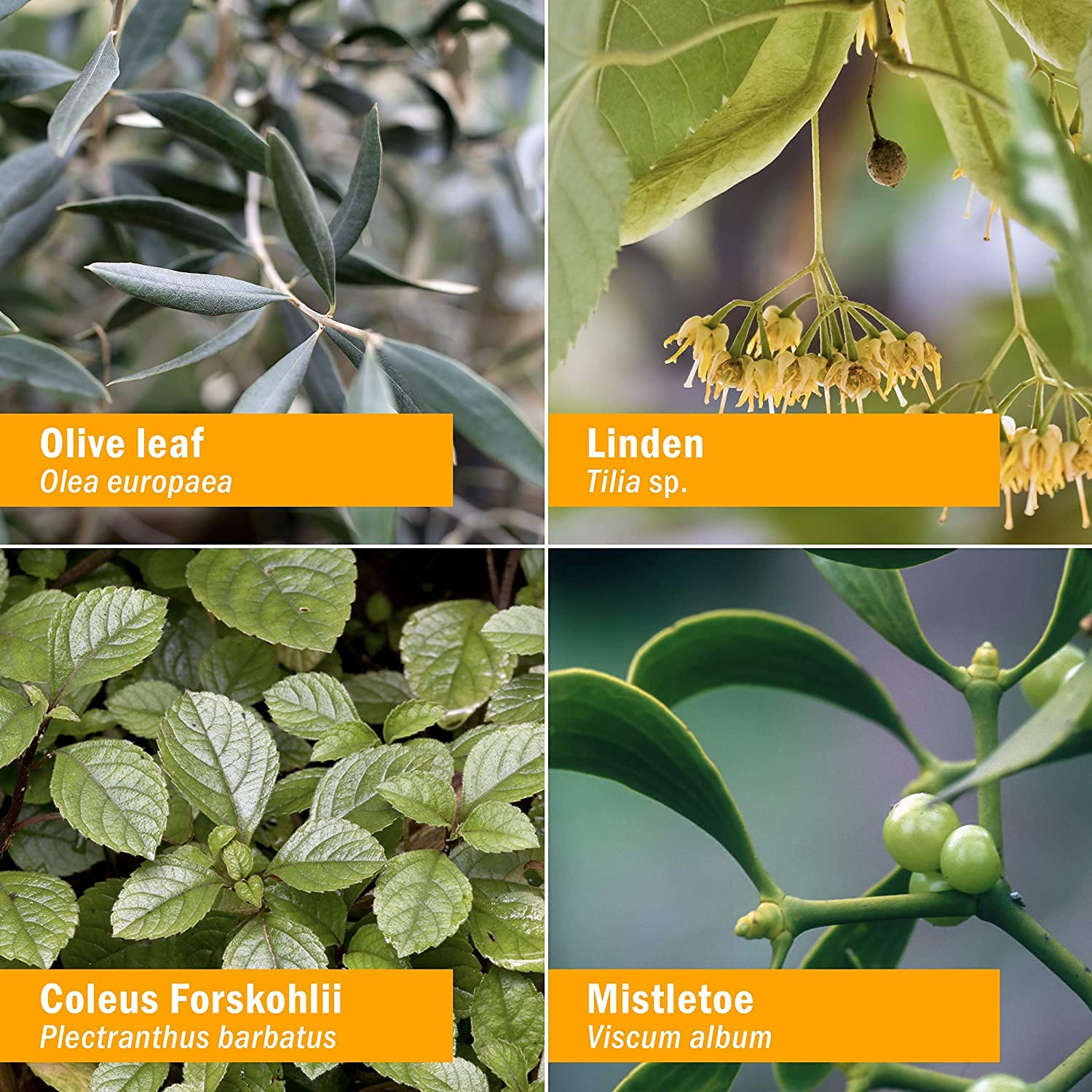 Herb Pharm frasco en encuadre de cocina estilo vida natural