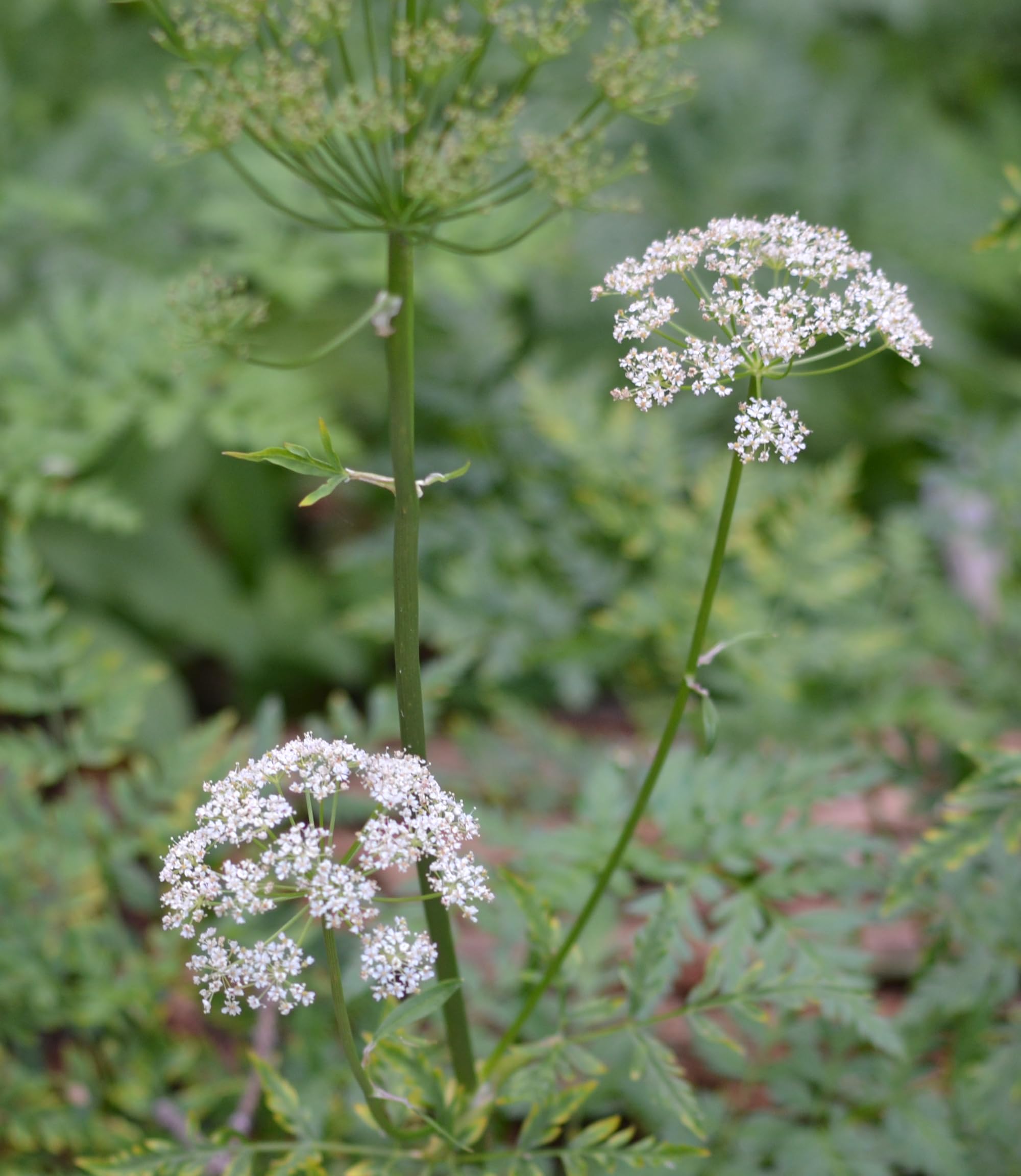 Herb Pharm etiqueta que destaca HPTLC y origen sostenible