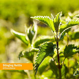 Herb Pharm campo de cultivo certificado orgánico donde se cosecha la ortiga